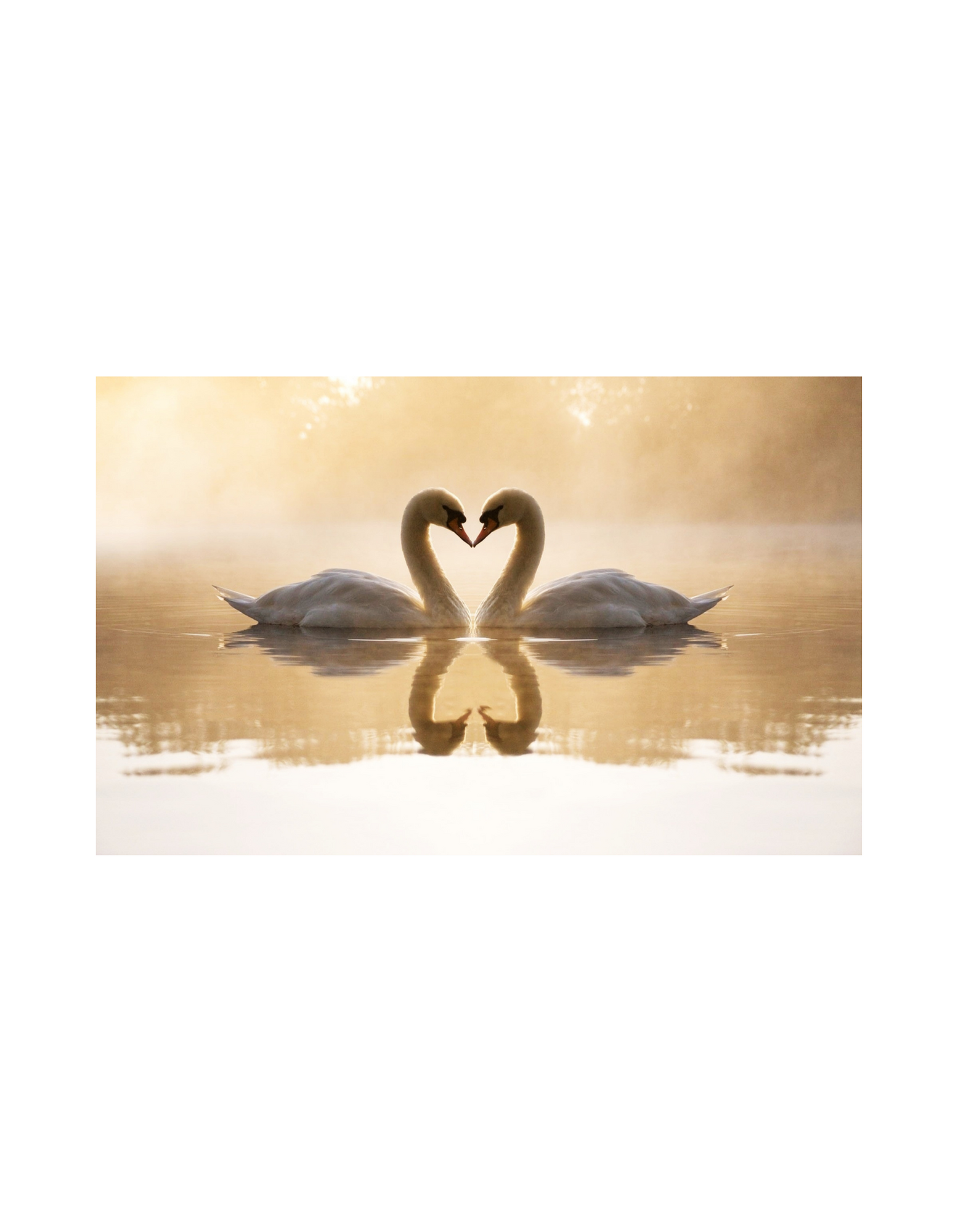 Greeting Cards (Swans)